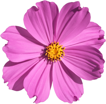 Pink Cosmos flower