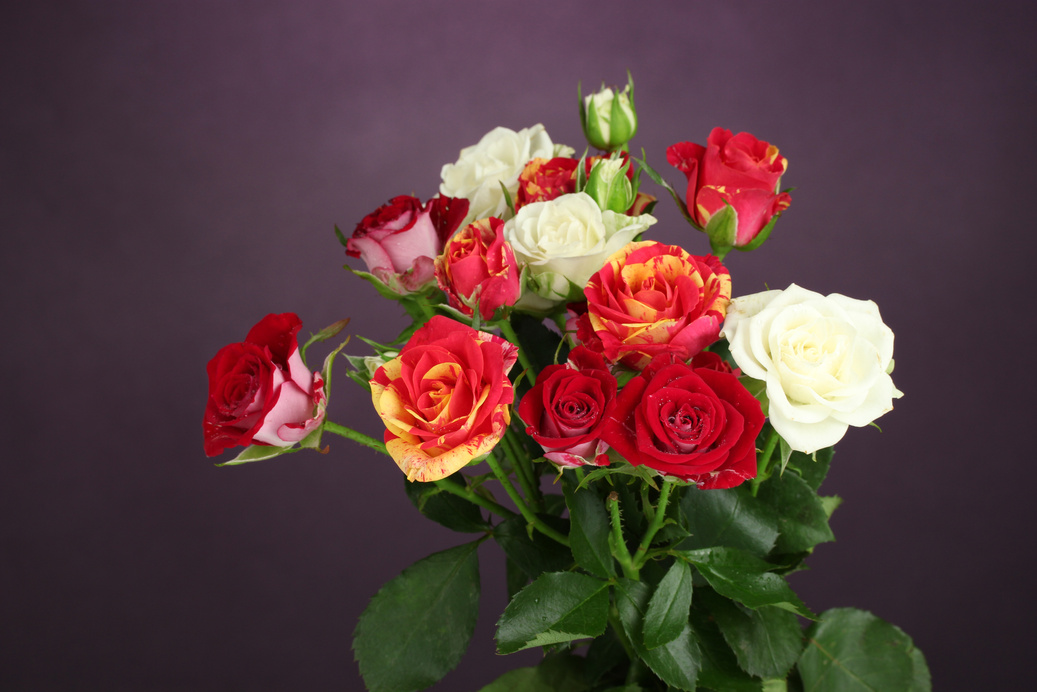 Bouquet of Beautiful Roses on Purple Background Close-up